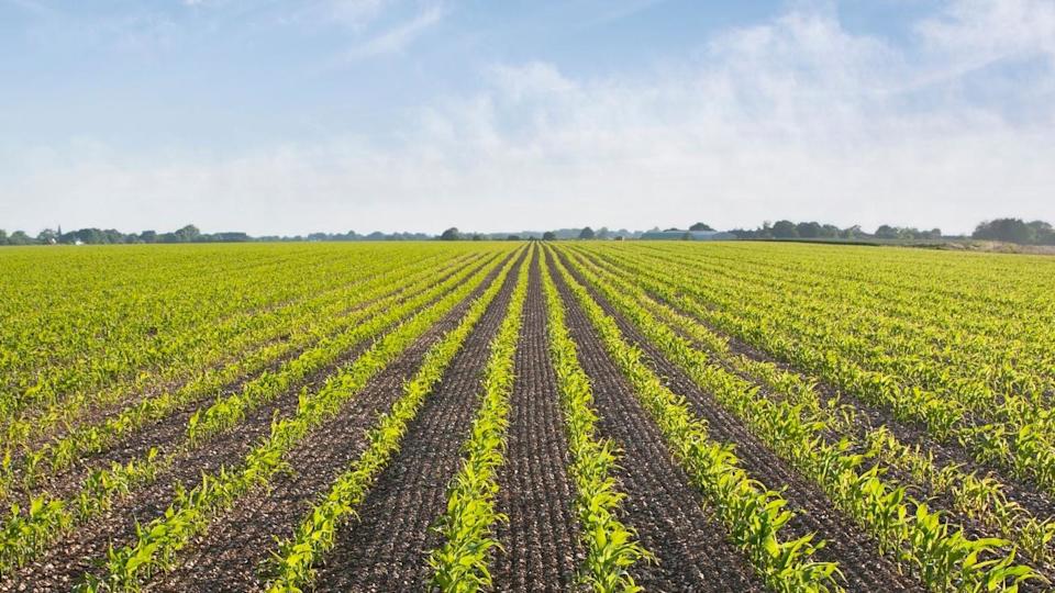 Plants growing in a field stock photo against a blue cloudless sky 