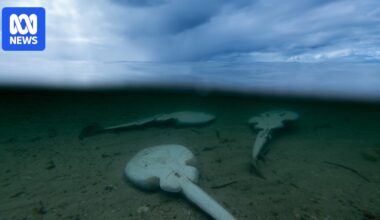 An ecological disaster has been unfolding on Australia's coast