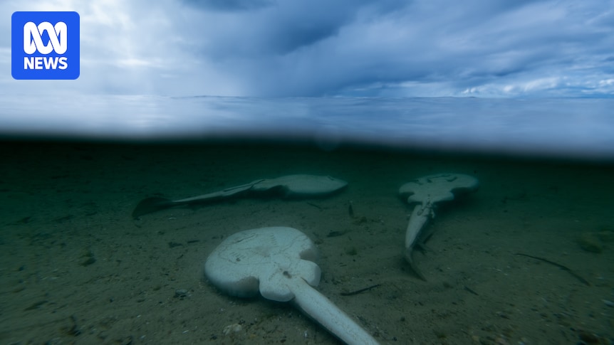 An ecological disaster has been unfolding on Australia's coast