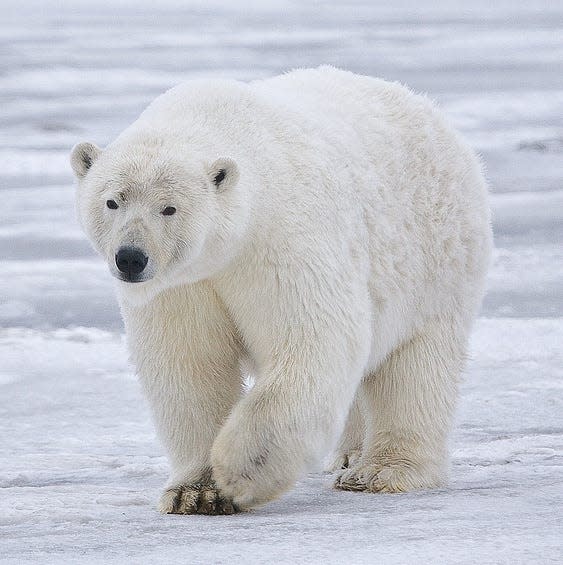Generic image of a polar bear.