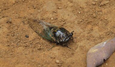 A Cicada.