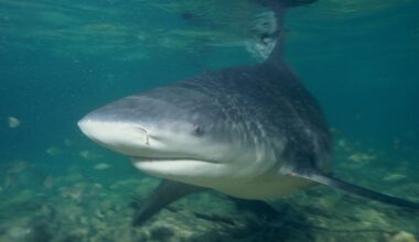 Bystander Becomes ‘Lifesaver’ Leaping into Ocean When Bull Shark Bites Swimmer Off Deserted Beach