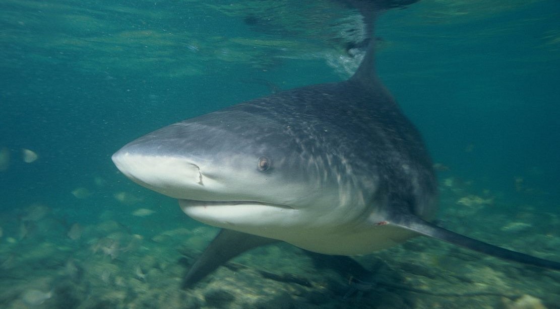 Bystander Becomes ‘Lifesaver’ Leaping into Ocean When Bull Shark Bites Swimmer Off Deserted Beach