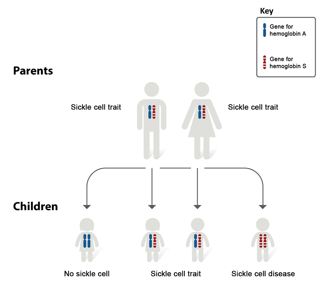 Misleading! Marrying someone outside West Africa not solution to AS/SS genetic problem