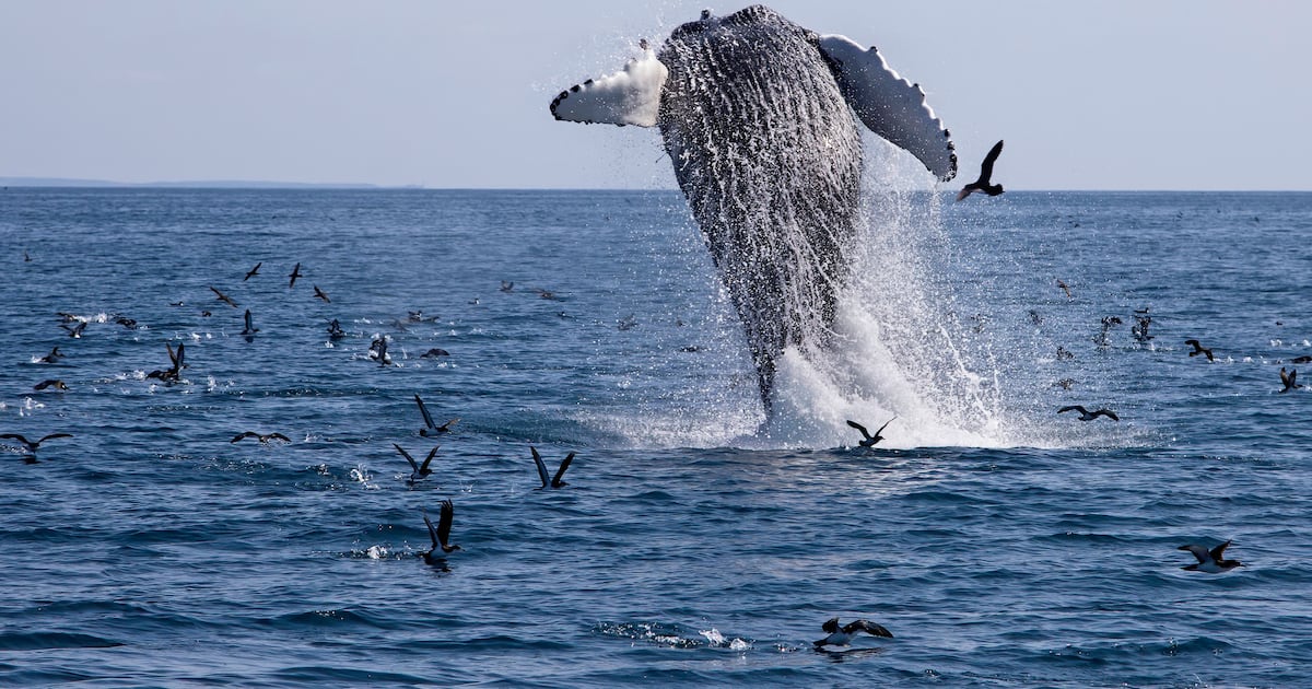 Whales leave Cork waters, putting watchers out of business – The Irish Times