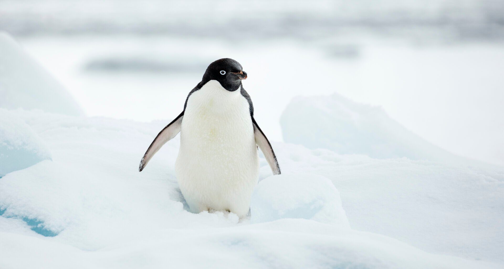 An Adélie penguin on the northernmost tip of the Antarctic Peninsula
