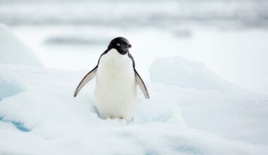An Adélie penguin on the northernmost tip of the Antarctic Peninsula