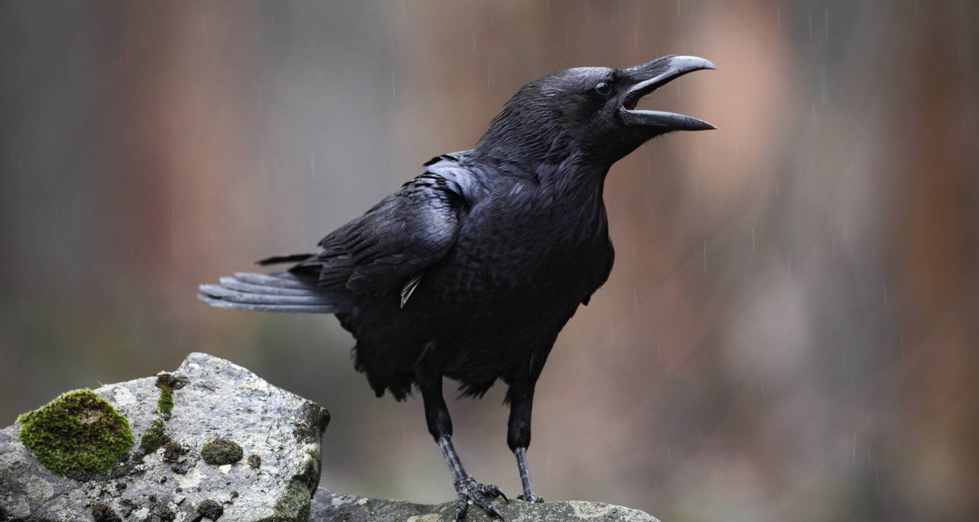Crows are so smart, they can actually do geometry