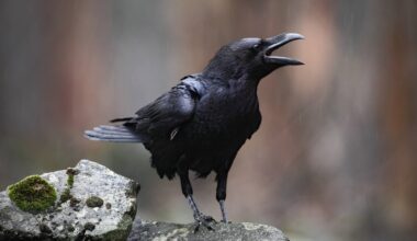 Crows are so smart, they can actually do geometry