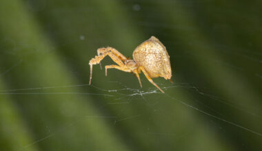 First ever gene-edited spider spins webs of glowing red silk