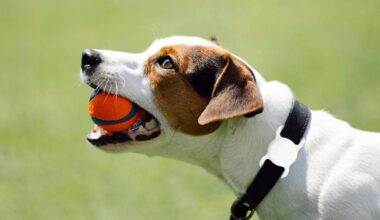 AirTag sees lost dog reunited with its owner – and reminds us to monitor battery levels
