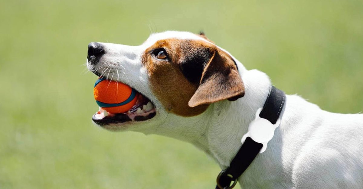 AirTag sees lost dog reunited with its owner – and reminds us to monitor battery levels