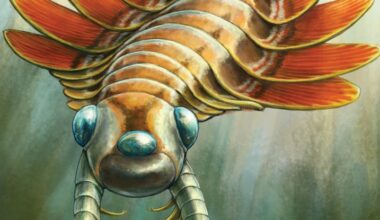 Bizarre Three-Eyed Predator Hunted The Ocean Half a Billion Years Ago : ScienceAlert