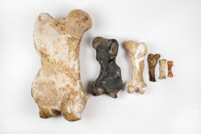 Five ancient sloth fossils arranged from largest to smallest