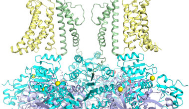 Genetic mutations in potassium ion channel target of new drug development - The Source