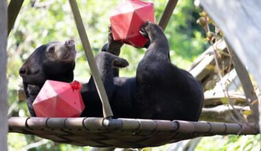Bear Shocks Vets By Going into Remission From Terminal Cancer After Taking Meds in Honey–a Rare Treat That Delights Her
