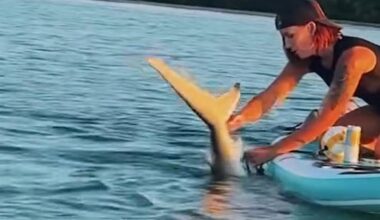 Woman Rescues Shark Entangled in Fishing Line With Her Bare Hands as Friend Shoots Incredible Video