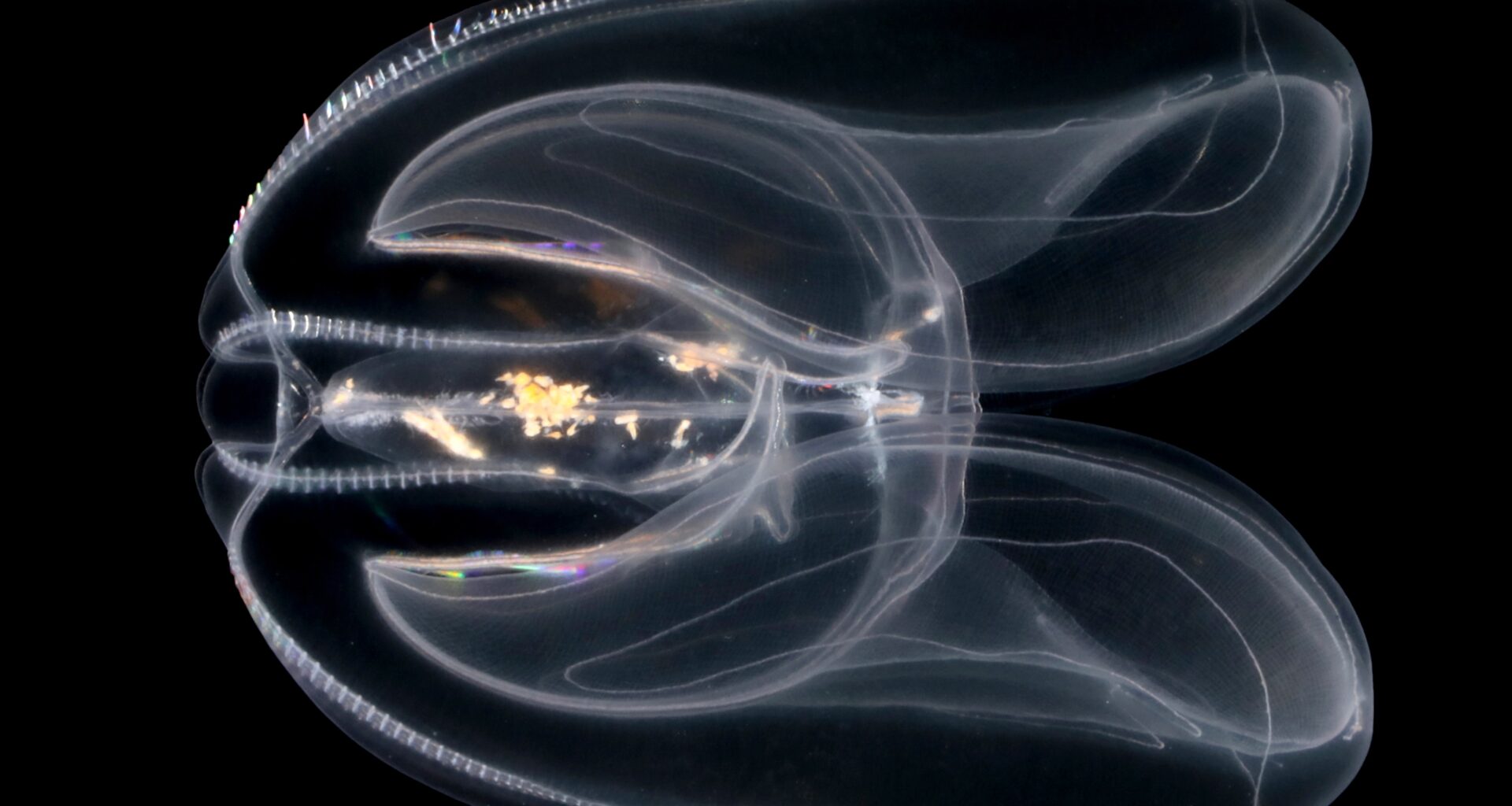 Image of the ‘sea walnut’ comb jelly