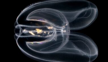 Image of the ‘sea walnut’ comb jelly