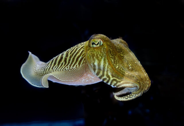 Common cuttlefish displaying stripes