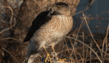 Adult Cooper’s hawk dispatching a house sparrow.