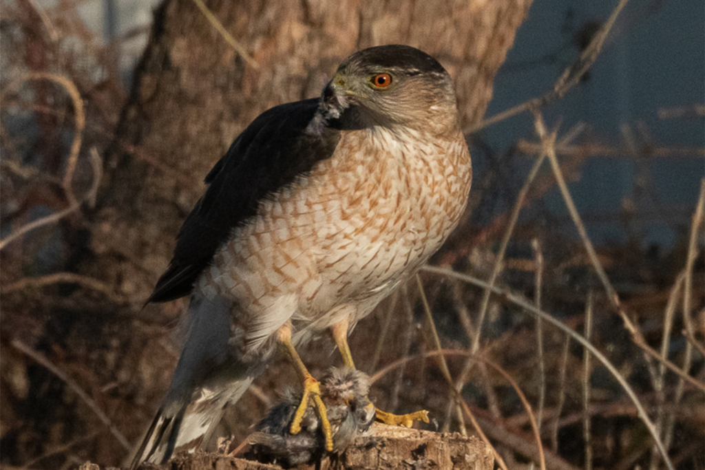 Adult Cooper’s hawk dispatching a house sparrow.