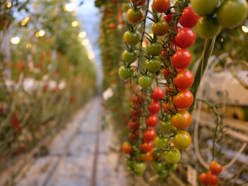 Rows of tomato plants grow indoors under artificial lights, with clusters of green and red tomatoes hanging from vines along a narrow walkway in a greenhouse.