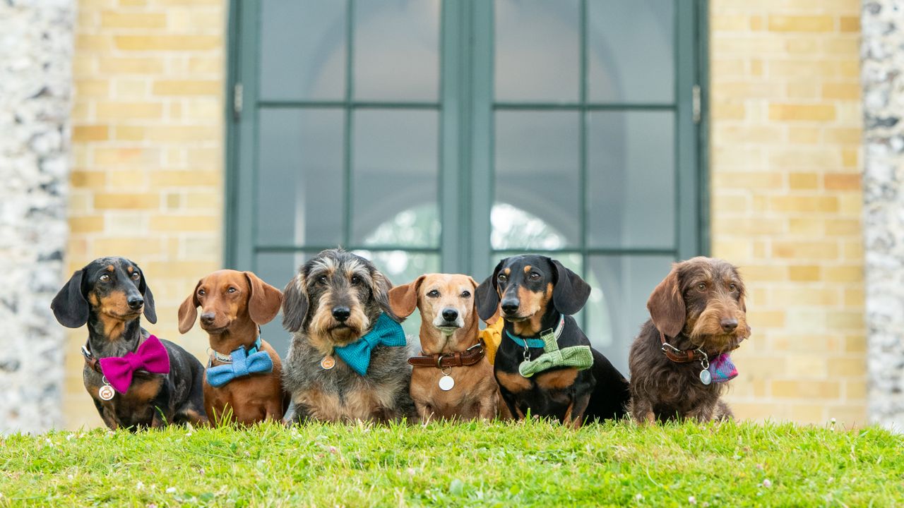 Goodwoof comes to The Connaught! The Duke of Richmond’s famed day-out-for-dogs comes to the Mayfair bolthole with a special sweet treat in honour of one of his favourite breeds, the Dachshund