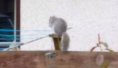 Red alert is stood down after ‘sighting’ of grey squirrel in Kingussie