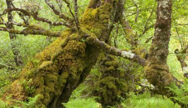 ‘Scale is so important’ – the fight to revive Britain’s vanishing rainforests – The Irish News