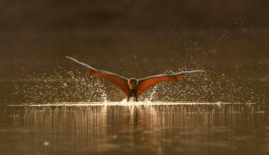 Photographer Captures Rare Photos of Flying Foxes Keeping Cool in Indian River