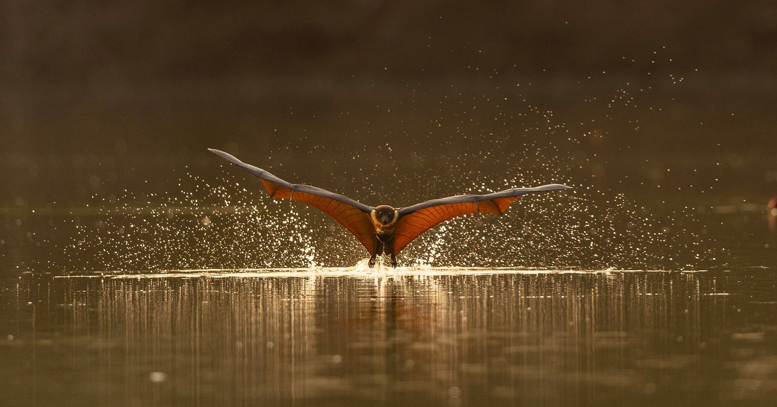 Photographer Captures Rare Photos of Flying Foxes Keeping Cool in Indian River