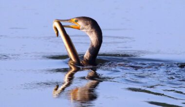 Brexit Britain to remain safe haven for sand eels – POLITICO