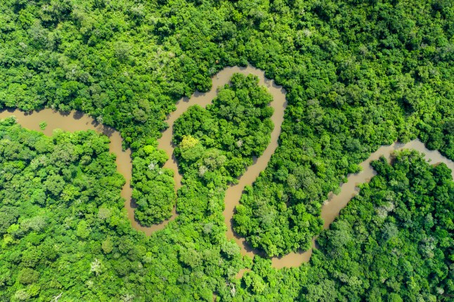 A meandering jungle river in the rainforest of the Congo Basin.