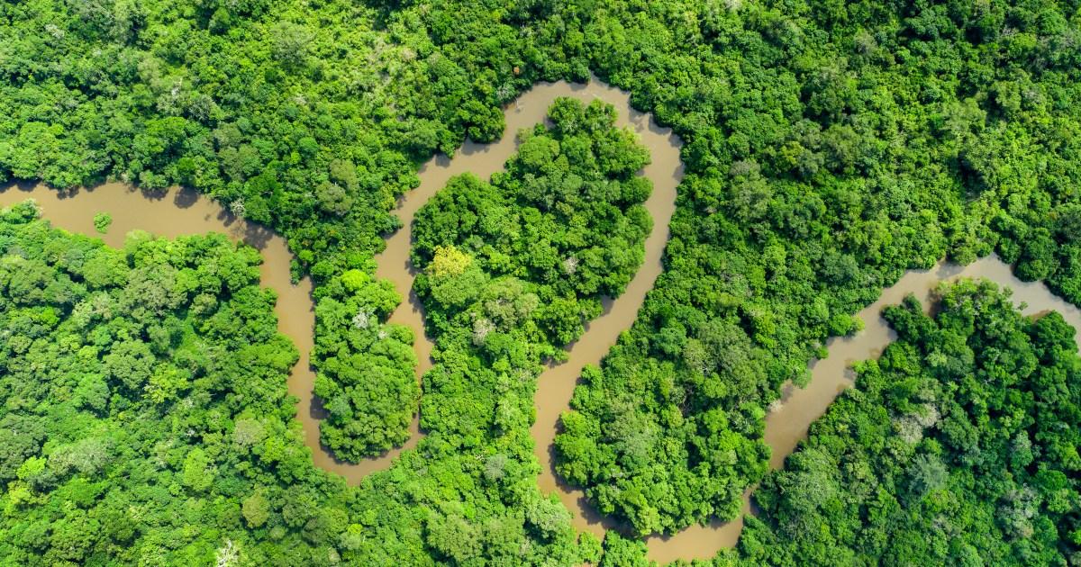 I trekked Earth's second-largest rainforest to meet one of our closest ancestors