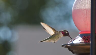 Hummingbirds Are Evolving to Adapt to Life With Humans