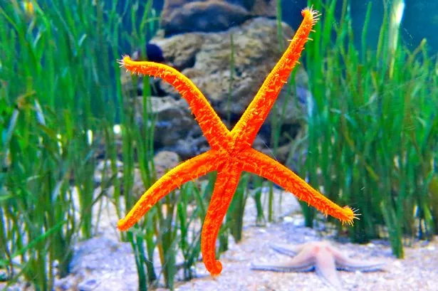 You could play a 'starring' role in the Bristol Aquarium team