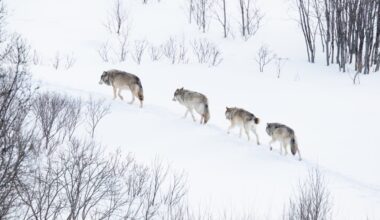 Co-ops welcome EU-wide lowering of wolf protections