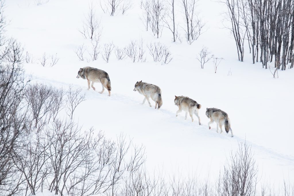 Co-ops welcome EU-wide lowering of wolf protections