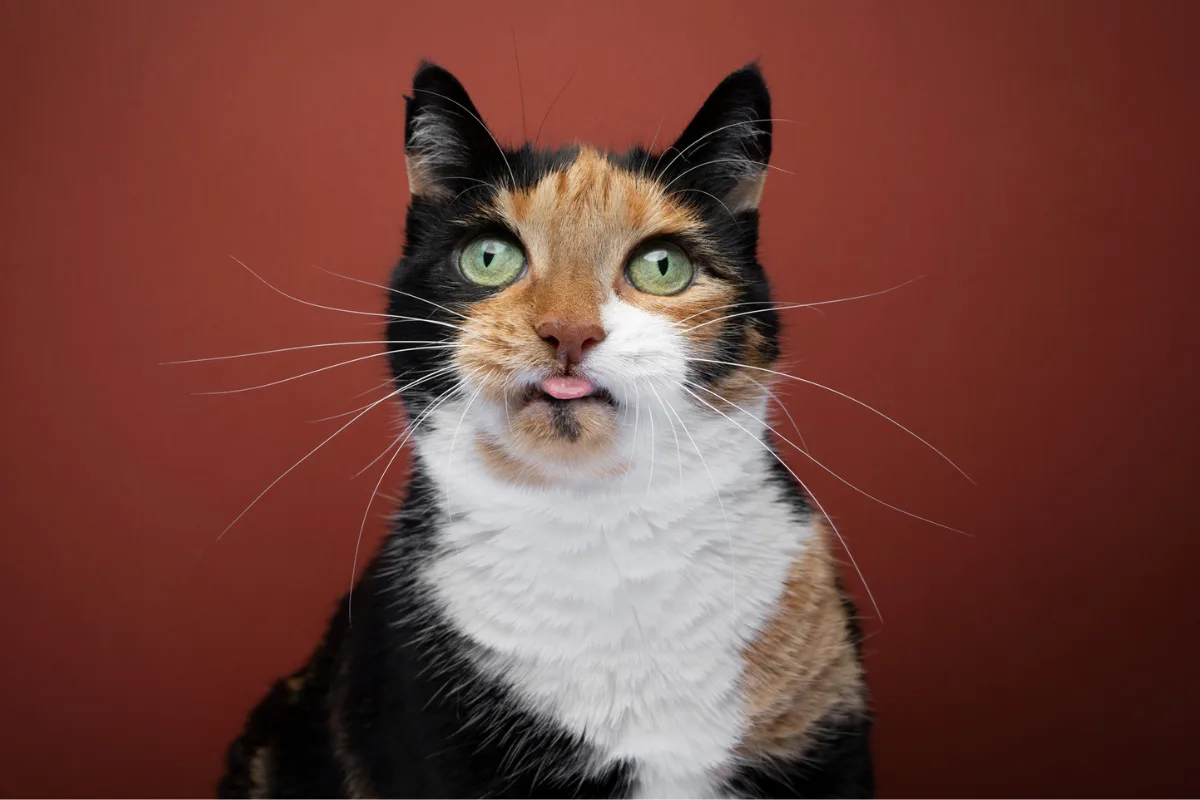 A calico cat sticks out its tongue.