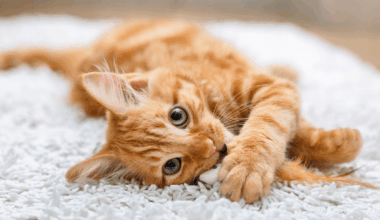 Ginger cats are genetic freaks, confirms science