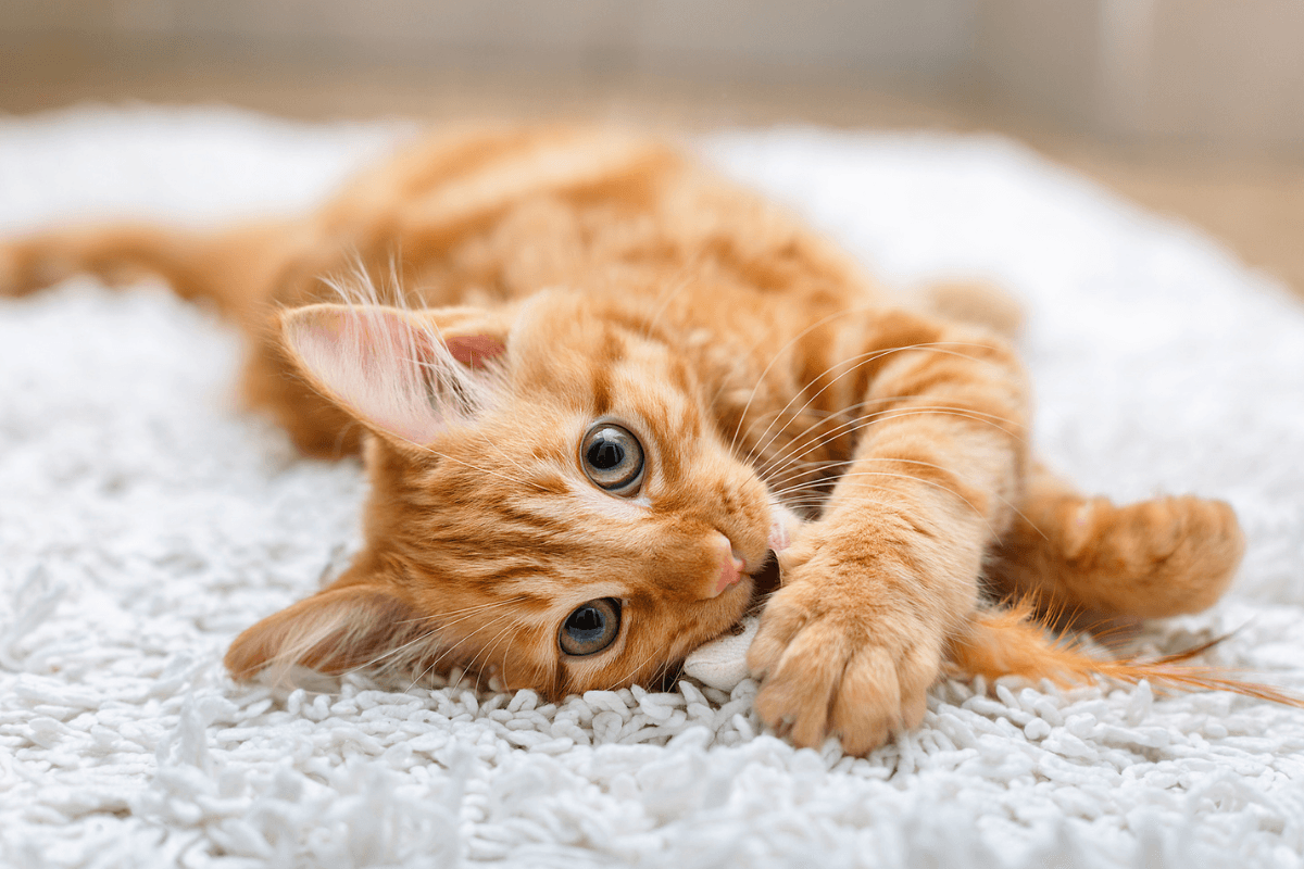 Ginger cats are genetic freaks, confirms science