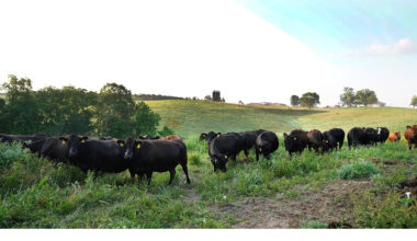 Food Products from Animals with Heritable Genetic Modifications