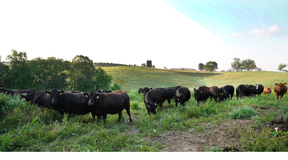 Food Products from Animals with Heritable Genetic Modifications