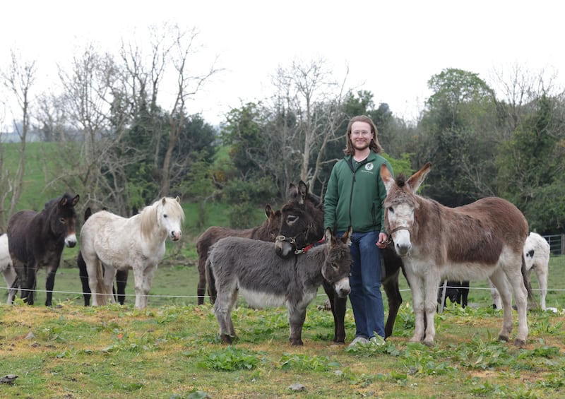 Robert Wallace from Kinedale Donkeys in Ballynahinch.
PICTURE COLM LENAGHAN