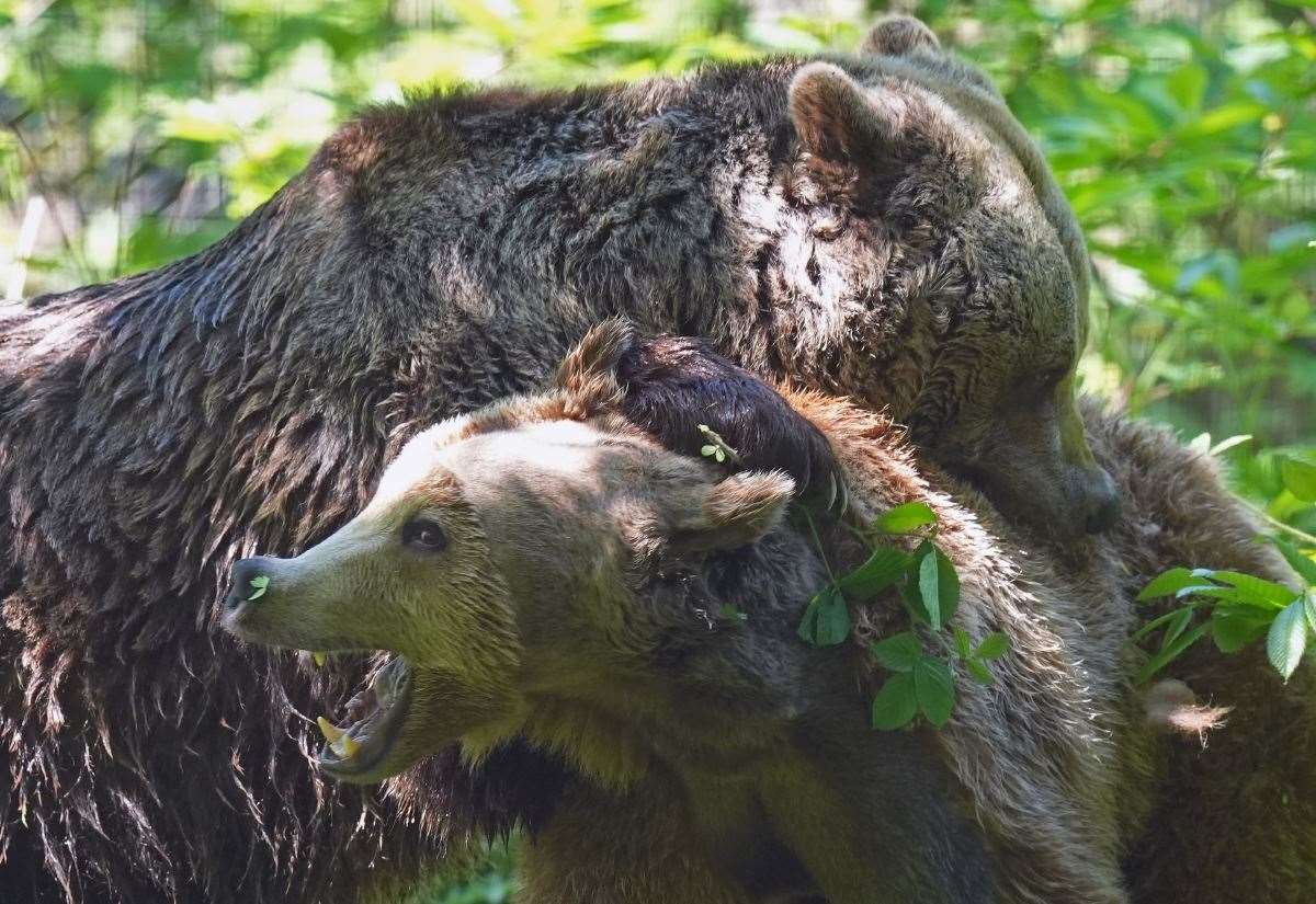 Brown bear Boki from Wildwood Trust, between Canterbury and Herne Bay, reunites with playmates after groundbreaking brain surgery