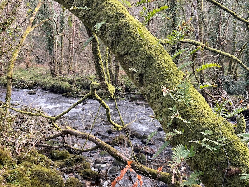 Even in early spring, the Dart valley woodlands are green with moss and ferns