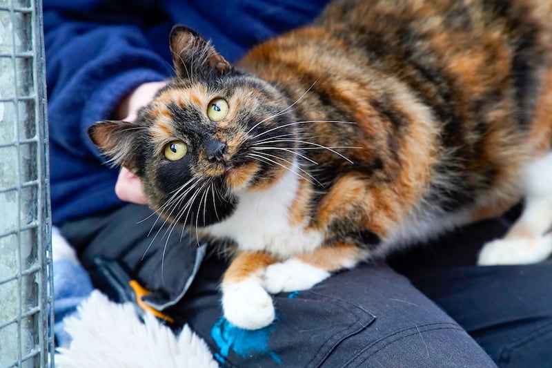Pets Assisi Animal Sanctuary with two available cats. PICTURE: JORDAN TREANOR