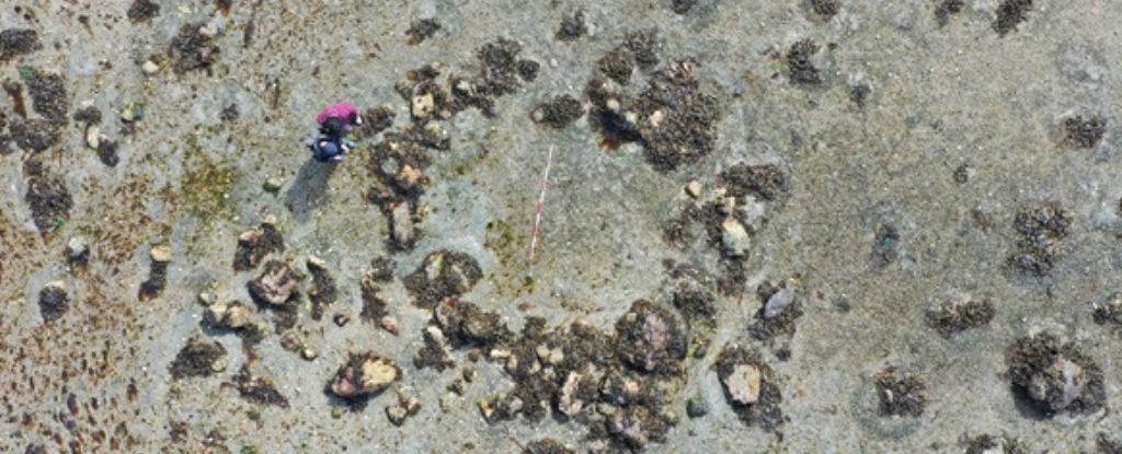 'Hugely Significant' Stone Circles in Scotland Suggest Early Human Arrival : ScienceAlert