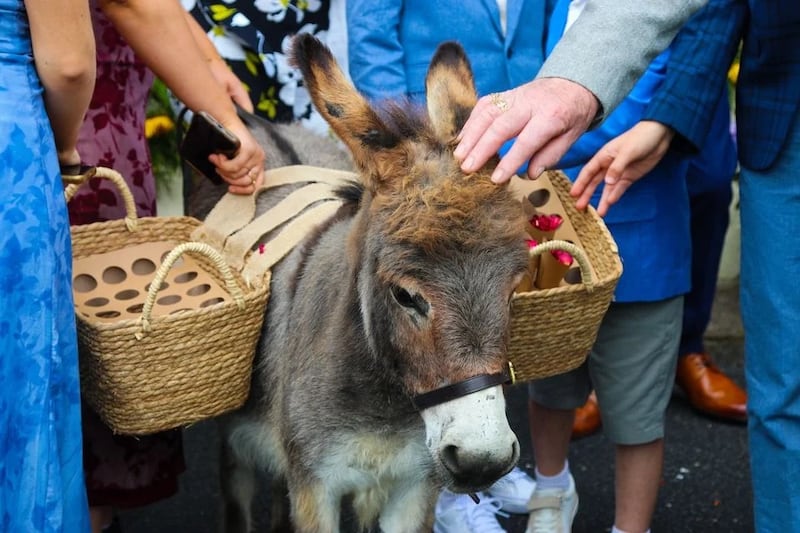 Minature donkey Turlough